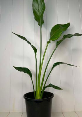 Strelitzia reginae (Bird of Paradise) – 170mm Pot