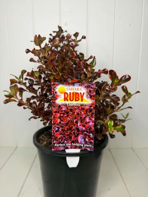Coprosma 'Sahara Ruby' (Mirror Plant) – 140mm Pot
