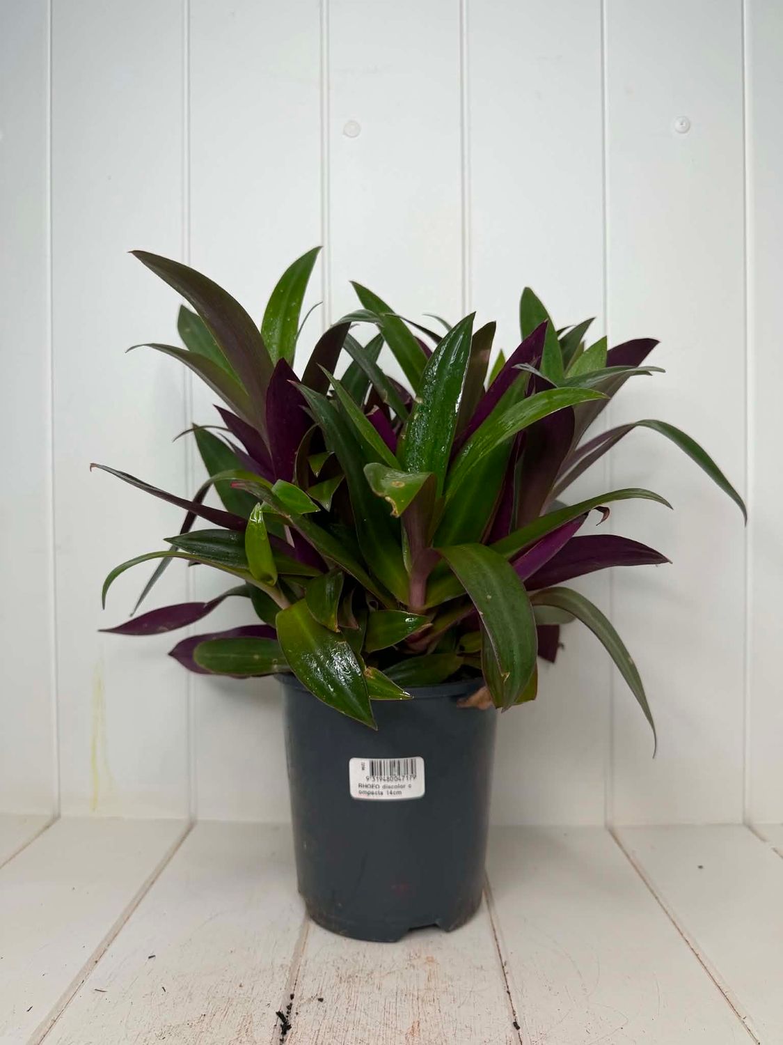 Rhoeo discolor 'Compacta' (Moses-in-the-Cradle) – 140mm Pot