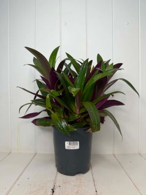 Rhoeo discolor 'Compacta' (Moses-in-the-Cradle) – 140mm Pot