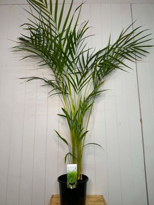 Dypsis lutescens (Golden Cane Palm / Areca Palm) – 200mm Pot