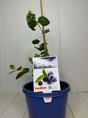 Blueberry Sharpe - 180ml