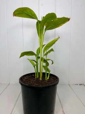 Alpinia Galanga - Ginger - 140ml