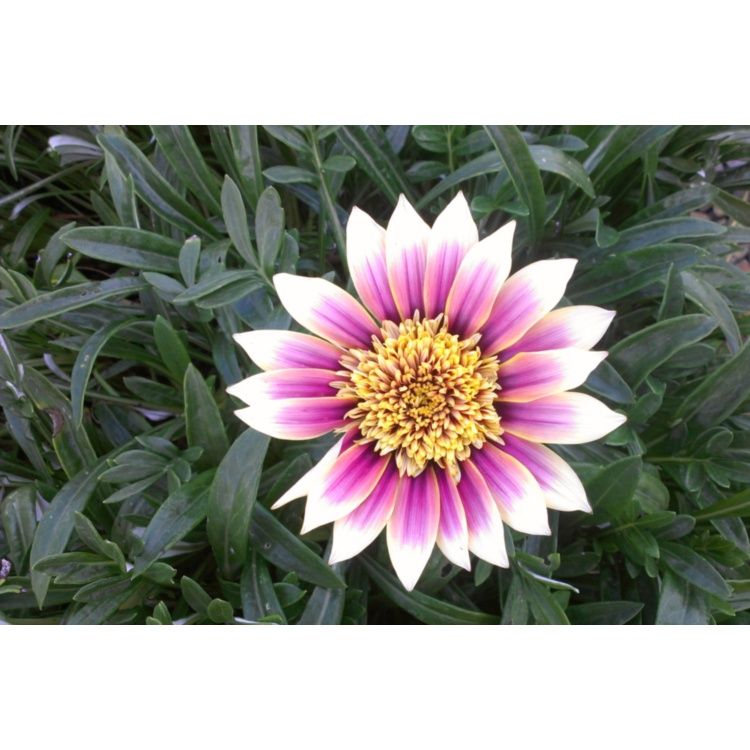 Gazania Montezuma (Treasure Flower) - 14cm