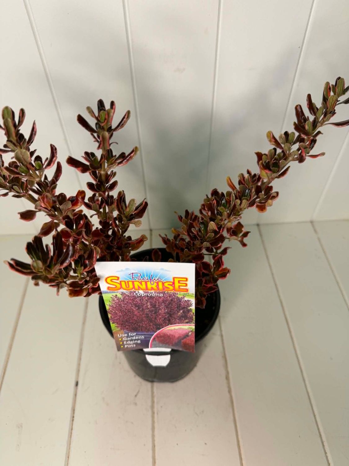 Coprosma 'Pacific Sunrise' (Mirror Plant) – 140mm Pot