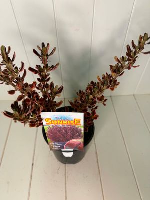 Coprosma 'Pacific Sunrise' (Mirror Plant) – 140mm Pot