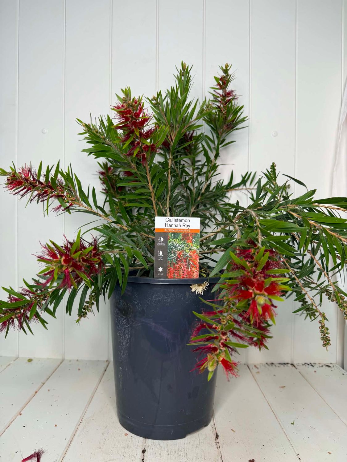 Callistemon 'Hannah Ray' (Weeping Bottlebrush) – 5Lr