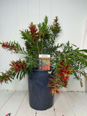 Callistemon 'Hannah Ray' (Weeping Bottlebrush) – 5Lr