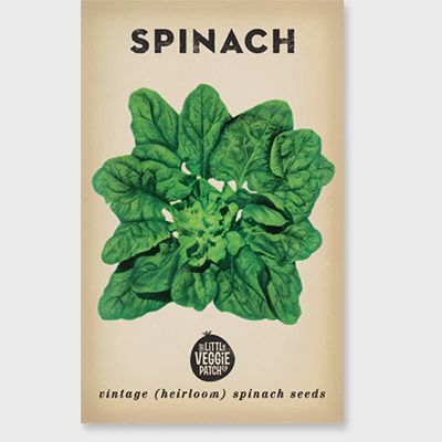 Spinach 'Bloomsdale' Heirloom Seeds