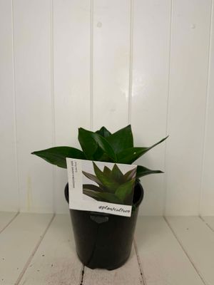 SANSEVIERIA hahnii Jade (Mother-in-law's tongue) - 14cm