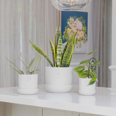 Hana Egg Pot  – White - Medium 17cm