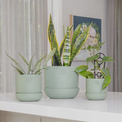 Hana Egg Pot – Sage - Large 22cm