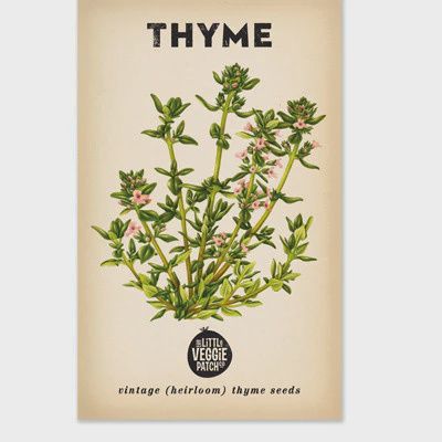 Thyme 'Summer' Heirloom Seeds