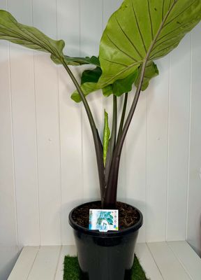 Alocasia 'Dark Star' – 250mm