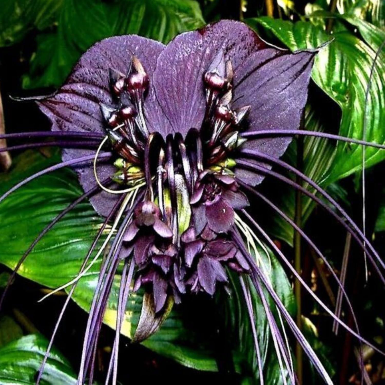 Tacca Chamtrieri - Bat Flower  - 140mm