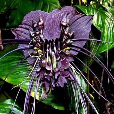Tacca Chamtrieri - Bat Flower  - 140mm