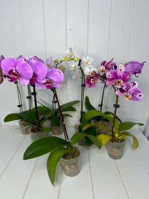 Phalaenopsis "Mini Orchid" in farm pot