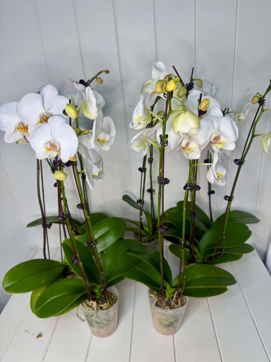Phalaenopsis "Large 2 Stem Orchid" in farm pot