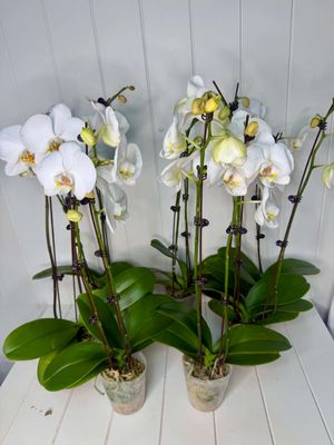 Phalaenopsis "Large 2 Stem Orchid" in farm pot