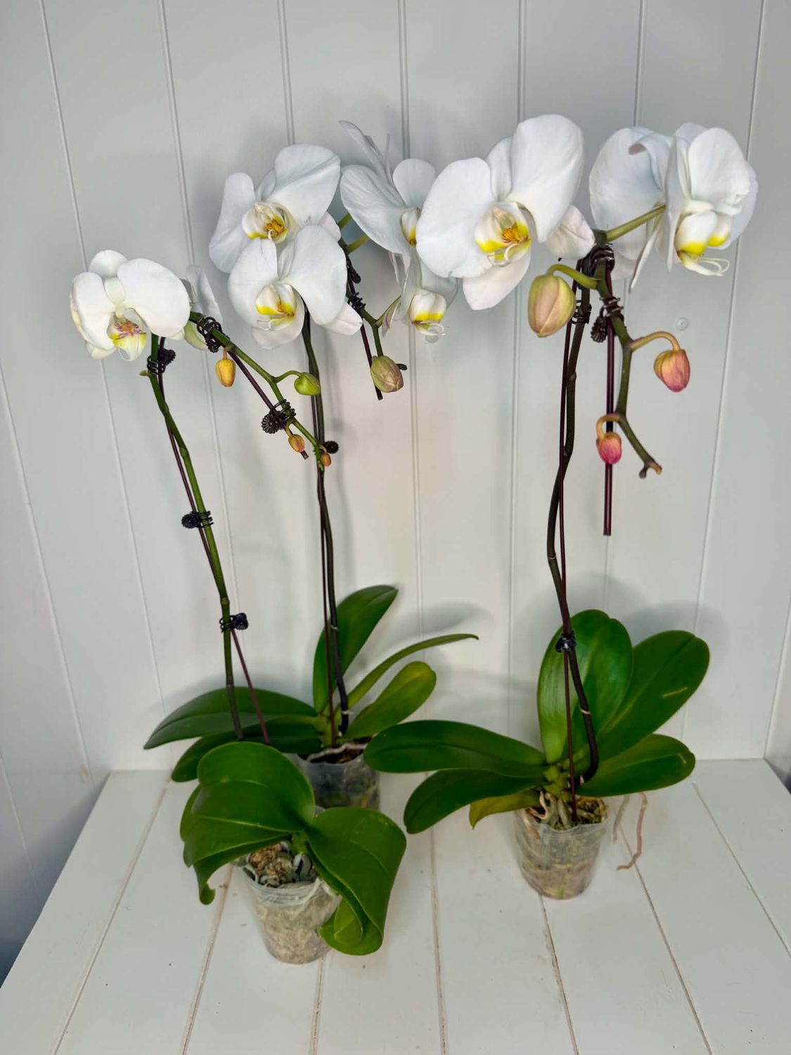 Phalaenopsis "Large Single Stem Orchid" in farm po