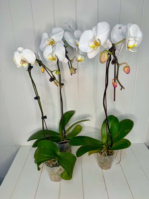 Phalaenopsis "Large Single Stem Orchid" in farm po