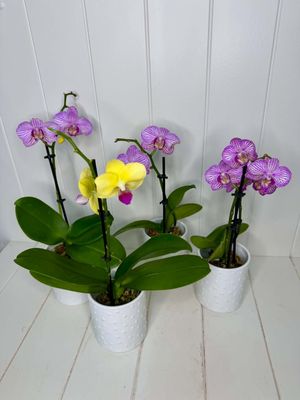Phalaenopsis "Mini Orchid" in white vase