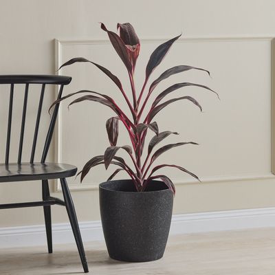 San Remo Egg Pot - 33cm