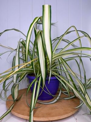 Chlorophytum –Comosum "Spider Plant" Hanging Basket - 200mm