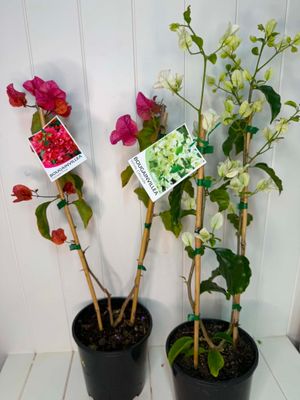 Bougainvillea (Assorted Colours) – 180mm Pot