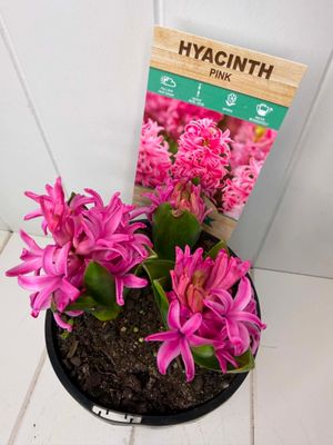 Hyacinth Pink - 140mm