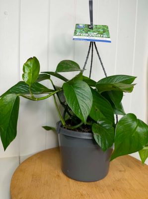 Epipremnum 'Green Dragon' - Hanging Basket - 180mm