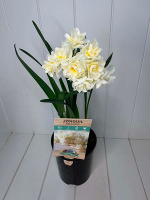 Jonquil 'Erlicheer' – 140mm