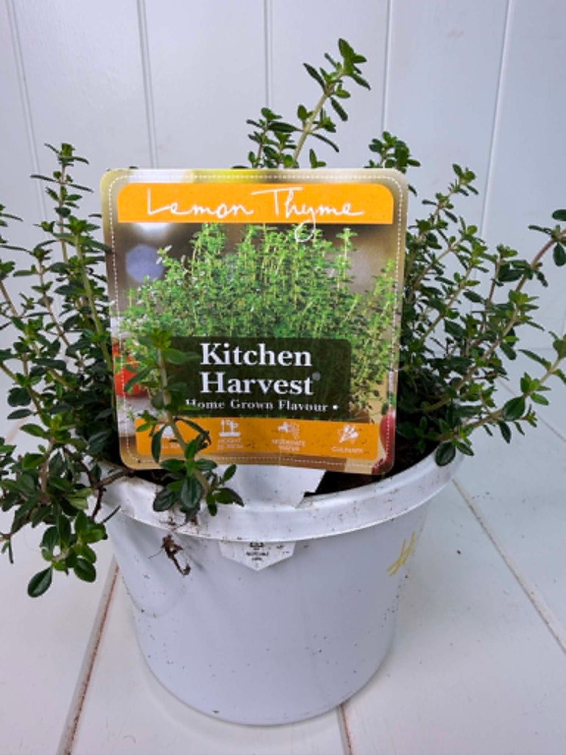 Herb Pot - Lemon Thyme - 150mm