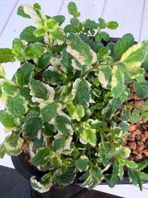 Mentha suaveolens (Apple Mint) Pond Plant– 140mm Pot