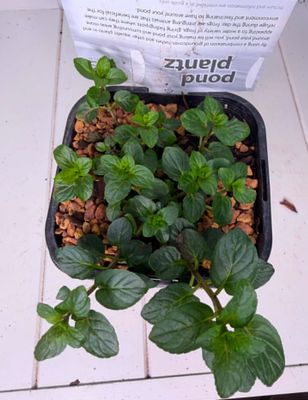 Mentha × piperita (Peppermint) Pond Plant – 140mm Pot