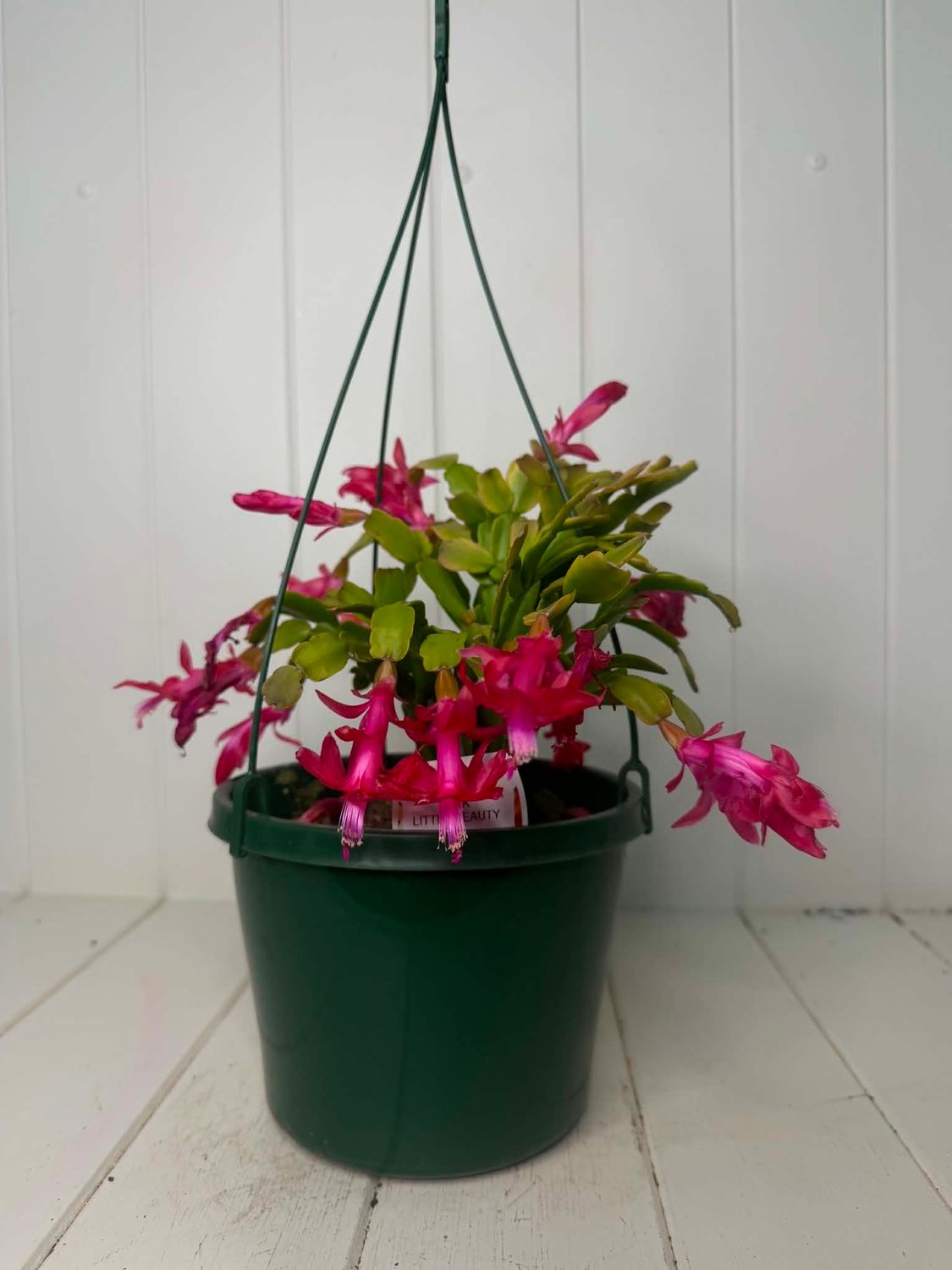Zygocactus truncatus (Christmas Cactus) Hanging Basket – 180mm