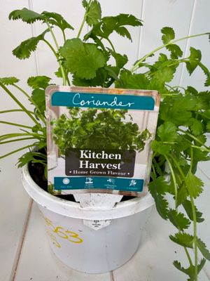 Herb Pot - Coriander - 150mm