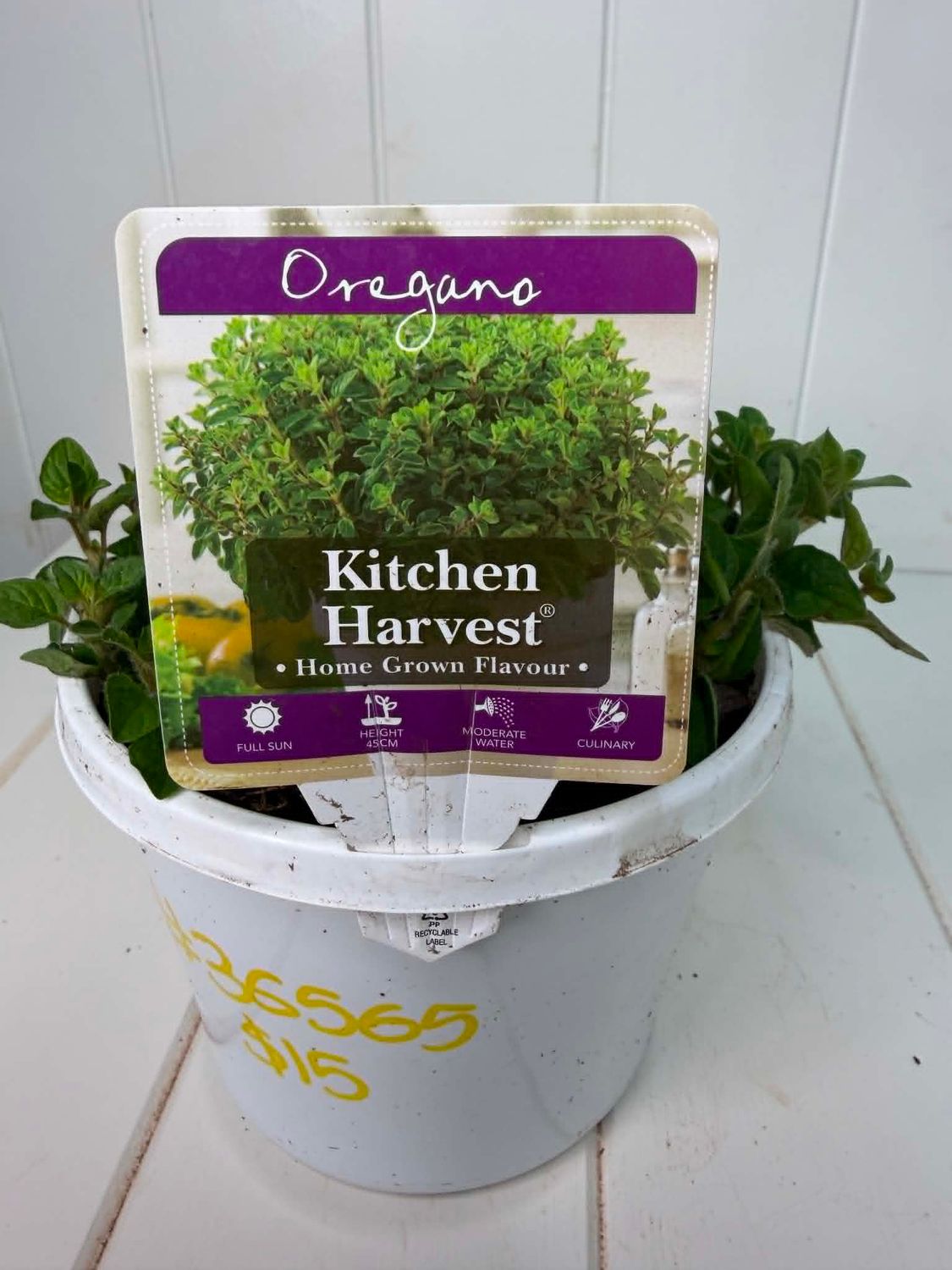 Herb Pot - Oregano - 150mm