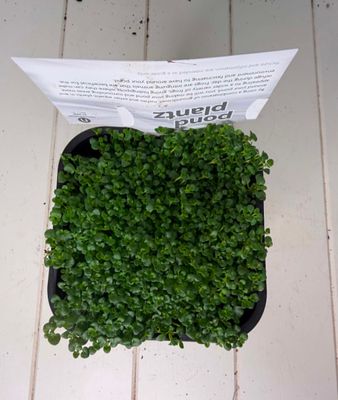 Mentha requienii (Corsican Mint) Pond Plant– 140mm Pot
