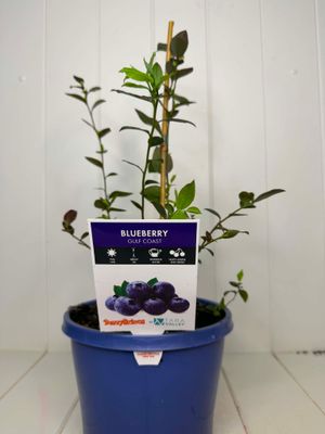 Blueberry  Gulf Coast - 180ml