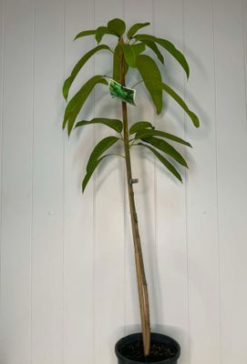 Mango Grafted Carabao - 165ml