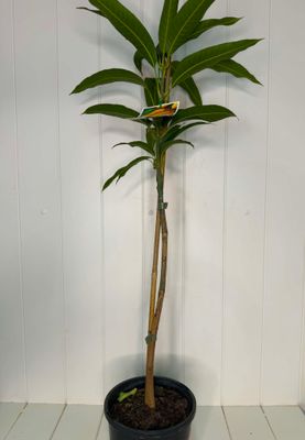 Mango 'King Thai' (Grafted Dwarf) – 165mm Pot