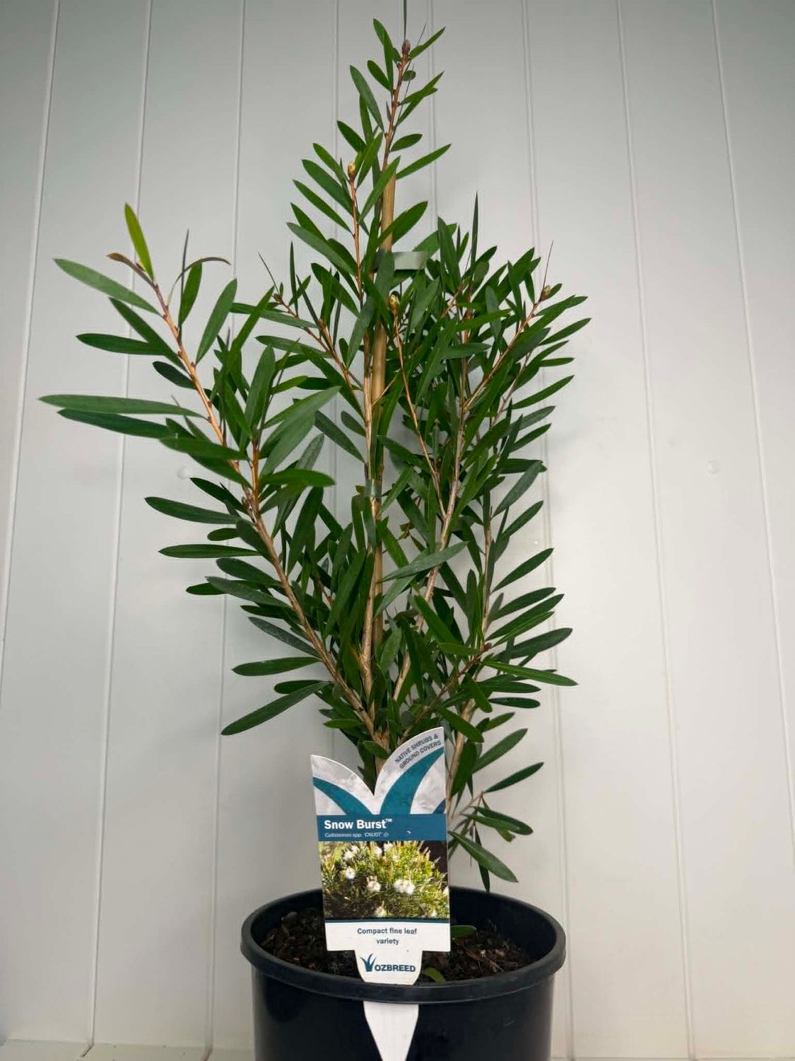Callistemon 'Snow Burst' (Bottlebrush)– 180mm