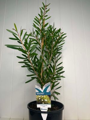 Callistemon 'Snow Burst' (Bottlebrush)– 180mm