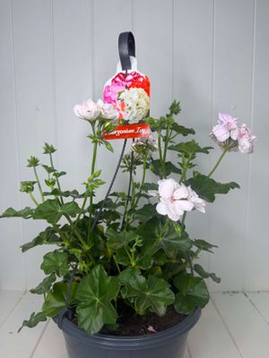 Pelargonium Combination – 250mm - Hanging Basket