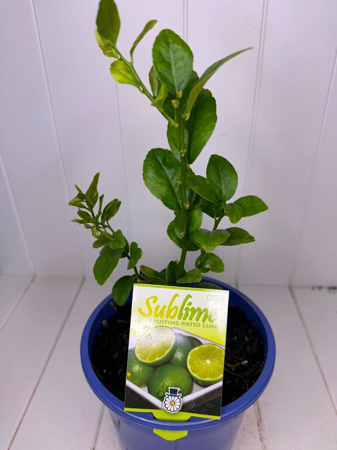 Citrus Non-Grafted Sublime (Lime) – 180mm