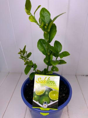 Citrus Non-Grafted Sublime (Lime) – 180mm