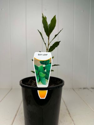Laurus nobilis (Bay Leaf) – 140mm