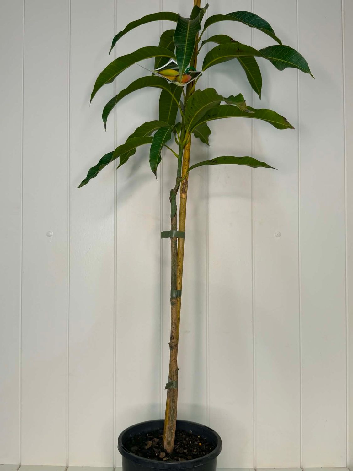 Mango 'Glenn' (Grafted Dwarf) – 165mm Pot