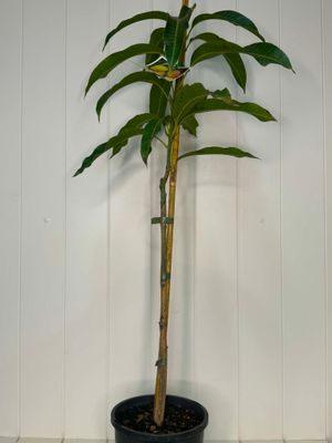 Mango 'Glenn' (Grafted Dwarf) – 165mm Pot